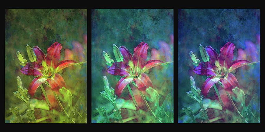 Triptych Lost Sunny Daylily Garden 1202 LT_2 Photograph by Steven Ward