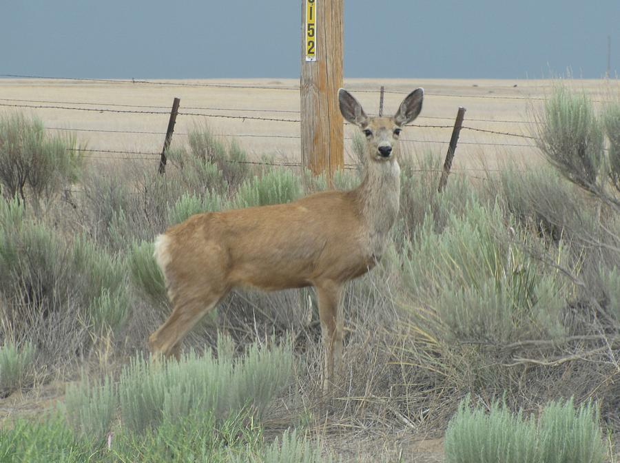 Tristate Mule Deer Photograph by Keith Stokes