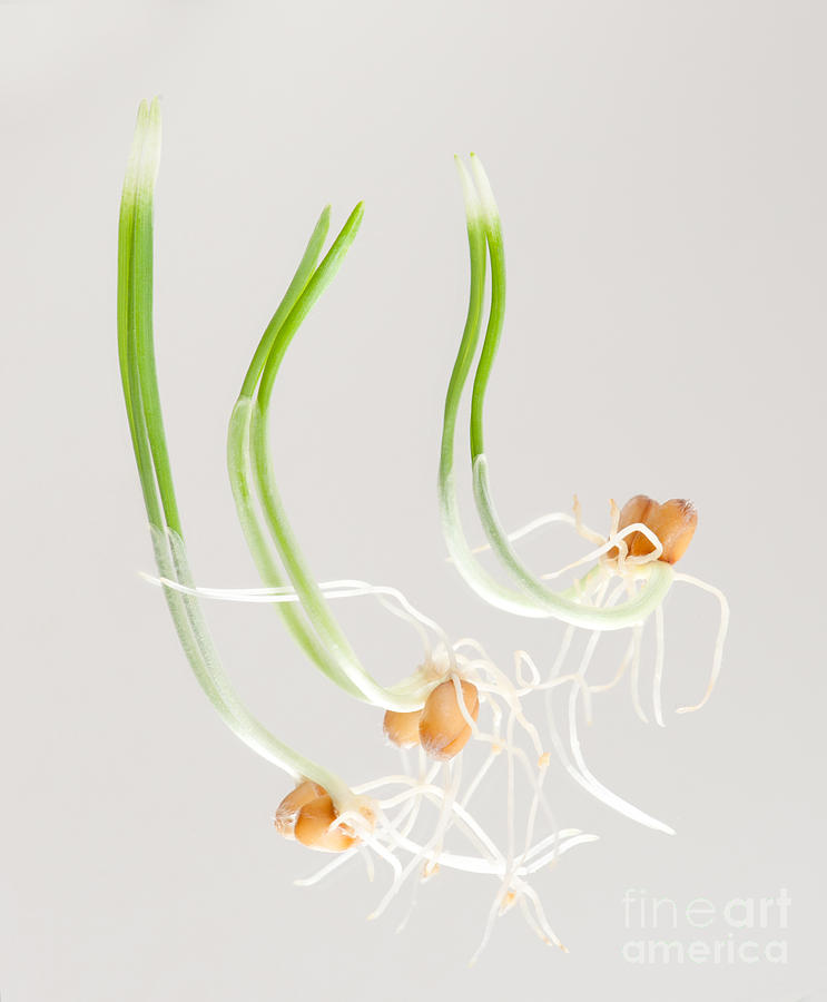 Cereal Photograph - Triticum or wheat sprouts lying on mirror  by Arletta Cwalina