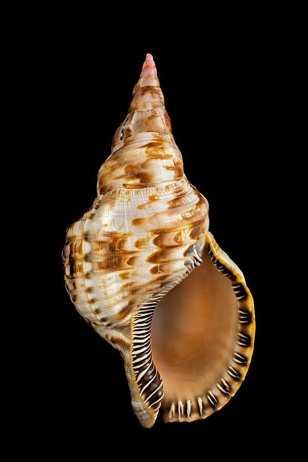 Triton Seashell Photograph by Susan Pantuso - Fine Art America