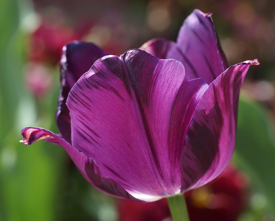 Triumph Tulip Negrita Photograph by Rona Black