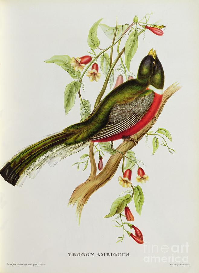 Bird Painting - Trogon Ambiguus by John Gould