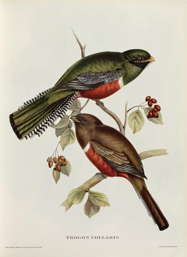 Bird Painting - Trogon Collaris by John Gould