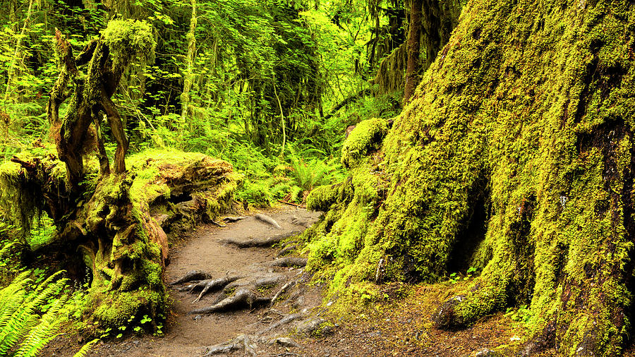 Into The Woods Photograph - Troll Trail by Stephen Stookey