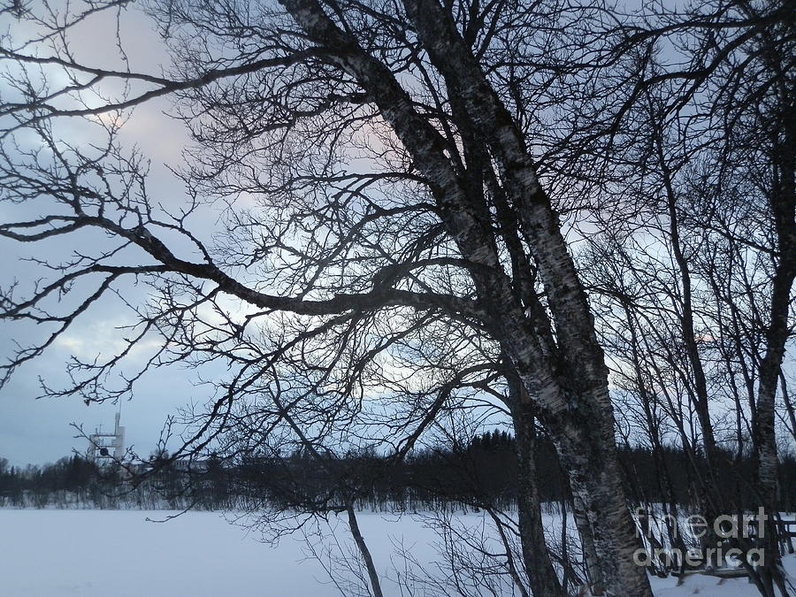 Tromso trees in winter Photograph by Margaret Brooks