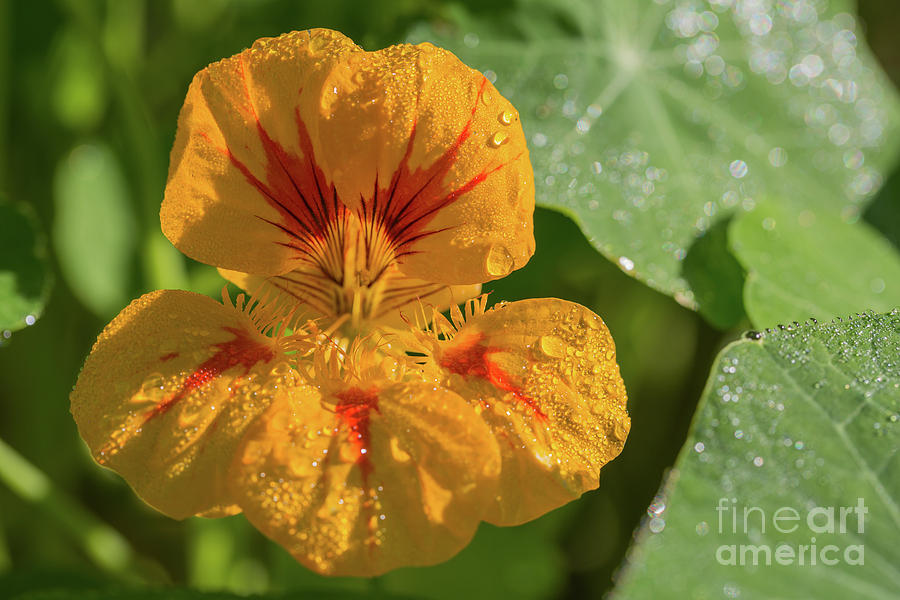 Nature Photograph - Tropaeolum with Dewdrops by Eva Lechner
