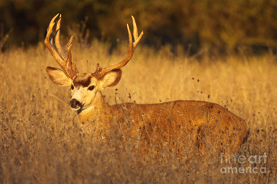 Trophy Black-tailed Deer Buck In Autumn Field Photograph by Max Allen
