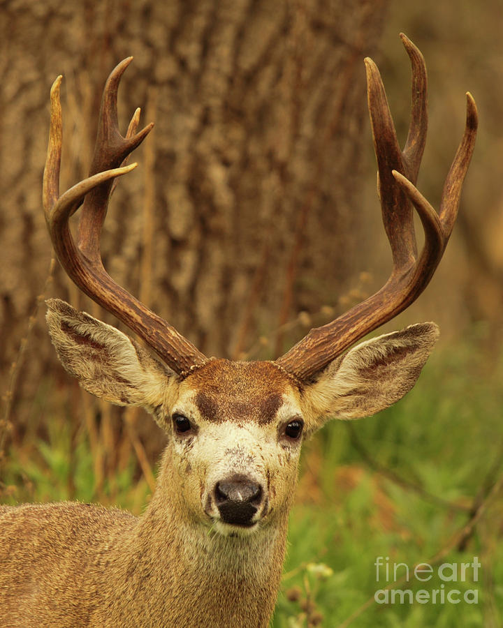 Trophy Black-tailed Deer Buck Photograph by Max Allen