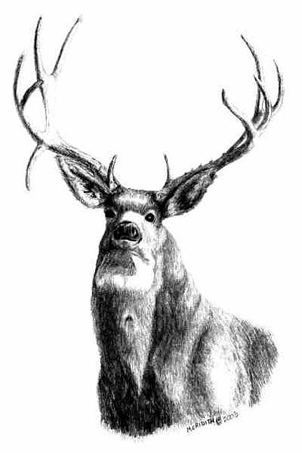 Trophy Deer Drawing by Meridith Johnson - Fine Art America