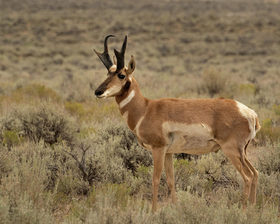 Trophy Pronghorn Antelope Photograph by Lois Lake