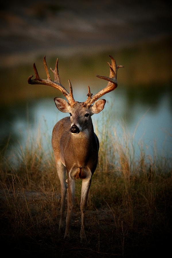 Deer Photograph - Trophy Whitetail by Butch Ramirez