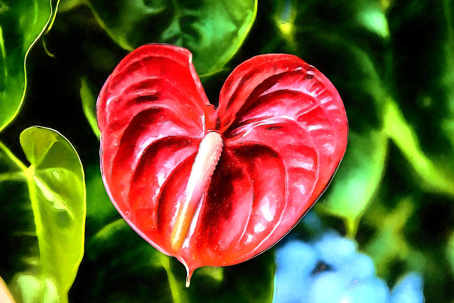 Tropic Anthurium I Heart You Digital Art by John Haldane