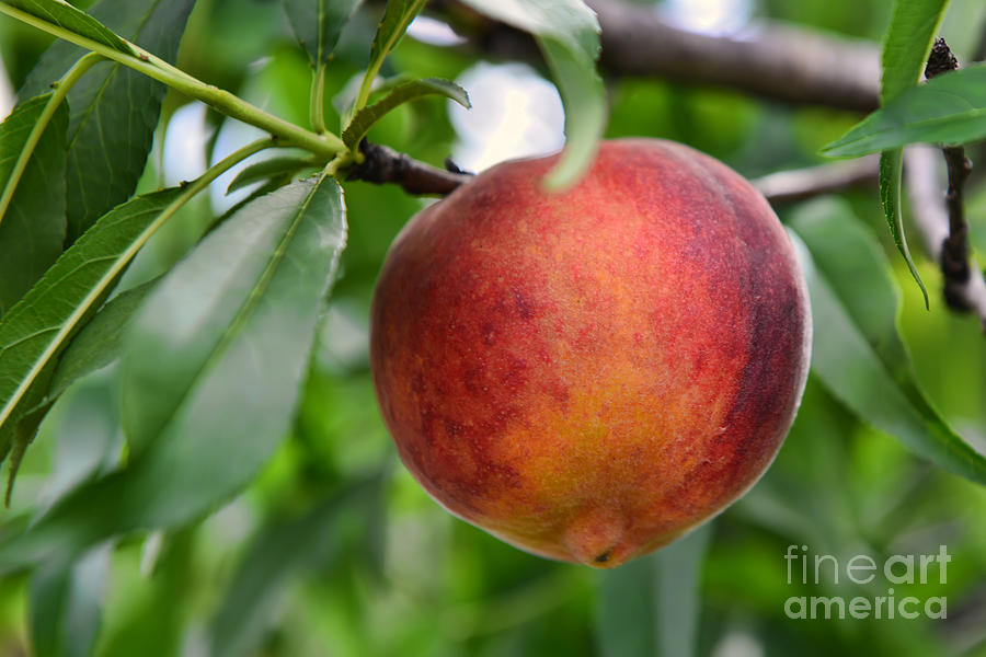 Tropic Beauty Peach Photograph by Olga Hamilton