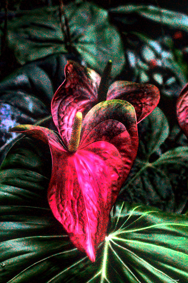 Anthurium Red Tropical Flower Photograph by Tom Prendergast