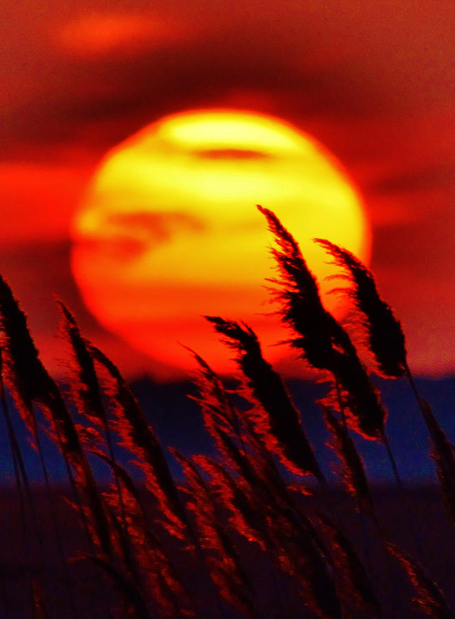 Tropic Sunset - A seemingly giant summer sun sets on the bay behind some reeds or Phragmites Photograph by Billy Beck
