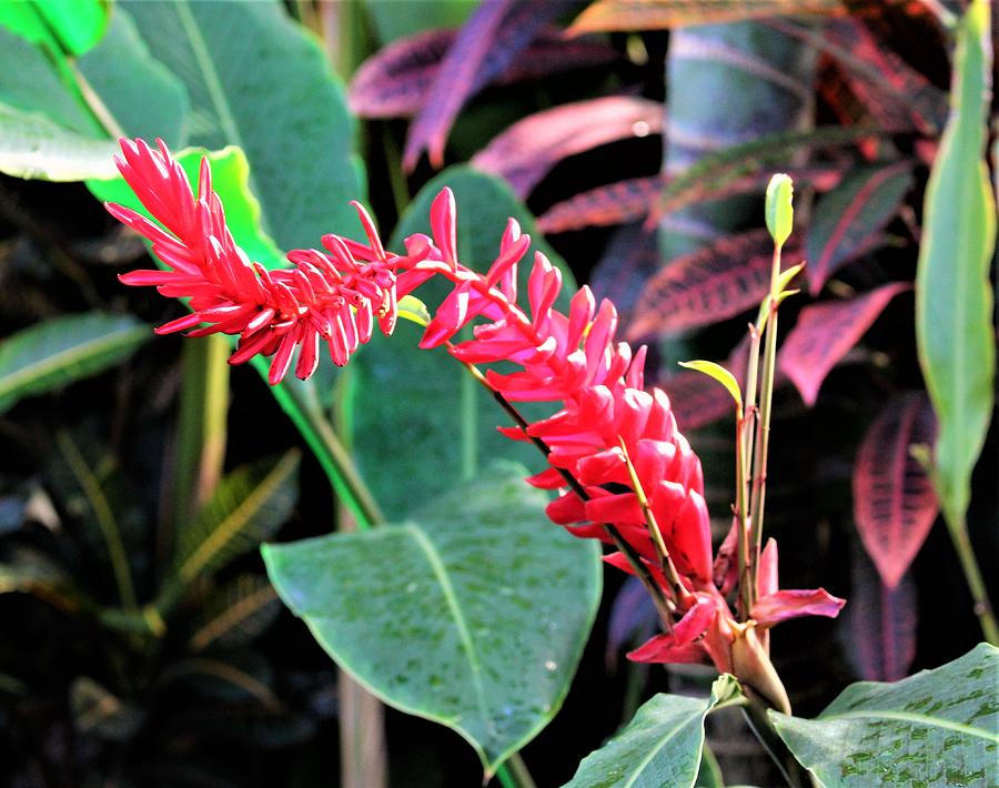 Tropic Red Photograph by Mindy Newman