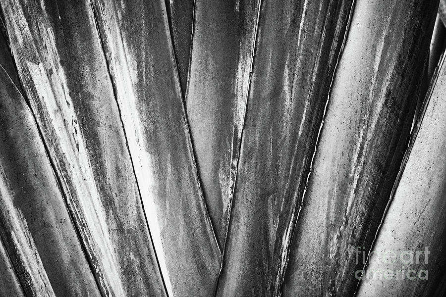 Tropical Abstract - BW Photograph by Scott Pellegrin