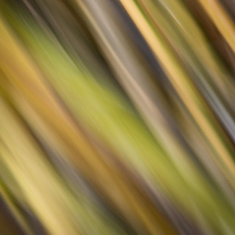 Tropical Abstract Photograph by James Woody