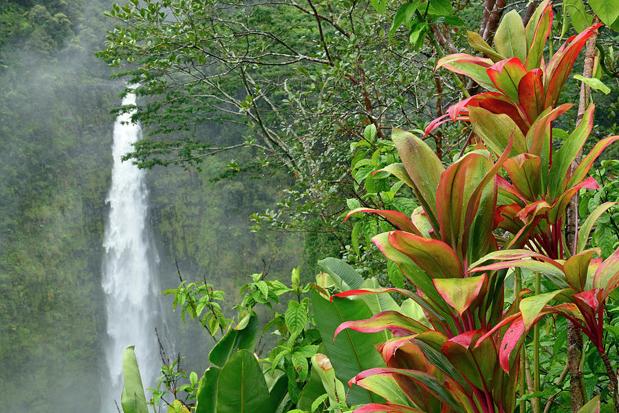 Tropical Akaka Falls Photograph by Bruce Gourley