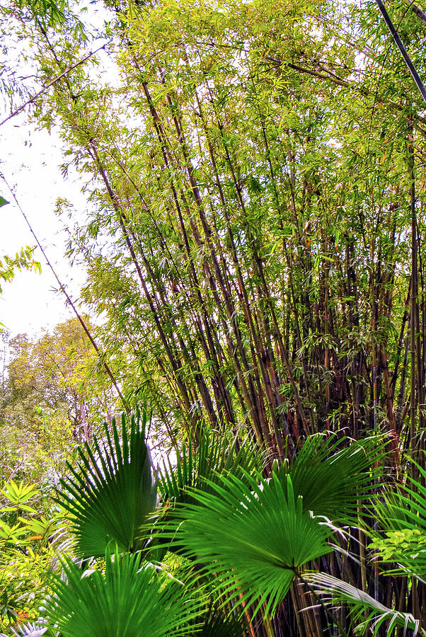Tropical Bamboo Photograph by Pamela Williams