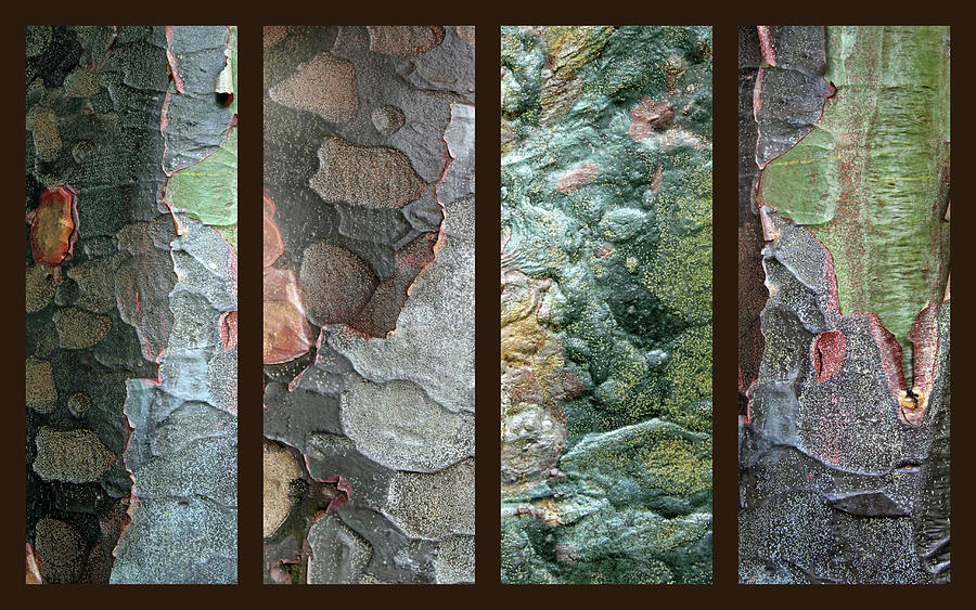 Tropical Bark Collage II Photograph by Jessica Jenney