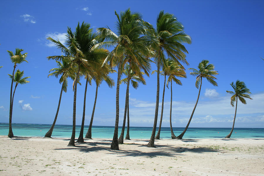 Tropical beach covered in Palm Trees in Caribbean Photograph by Melanie ...