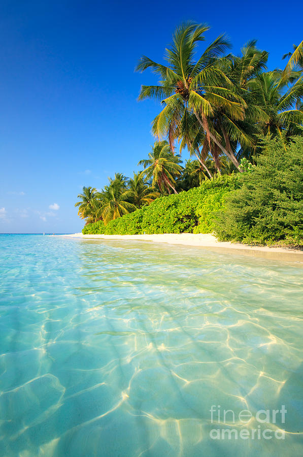 Tropical beach - Maldives Photograph by Matteo Colombo