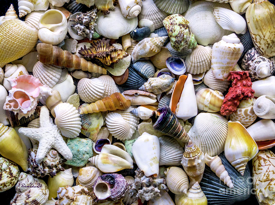 Tropical Beach Seashell Treasures 1500A Photograph by Ricardos Creations