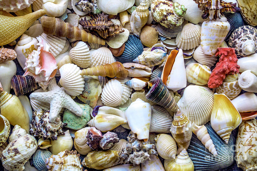 Tropical Beach Seashell Treasures 1529B Photograph by Ricardos Creations