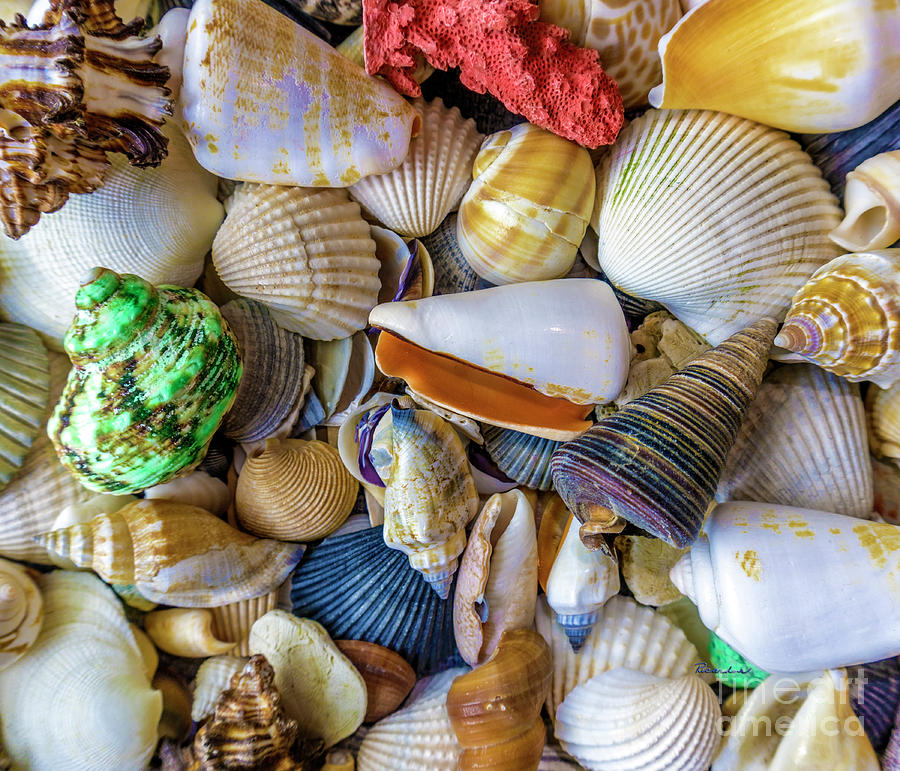 Tropical Beach Seashell Treasures 1550B Photograph by Ricardos Creations