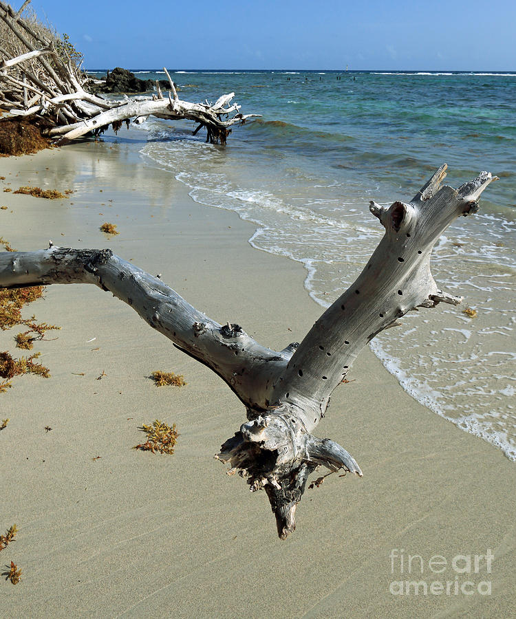 Tropical Beached Wood Photograph by Mary Haber