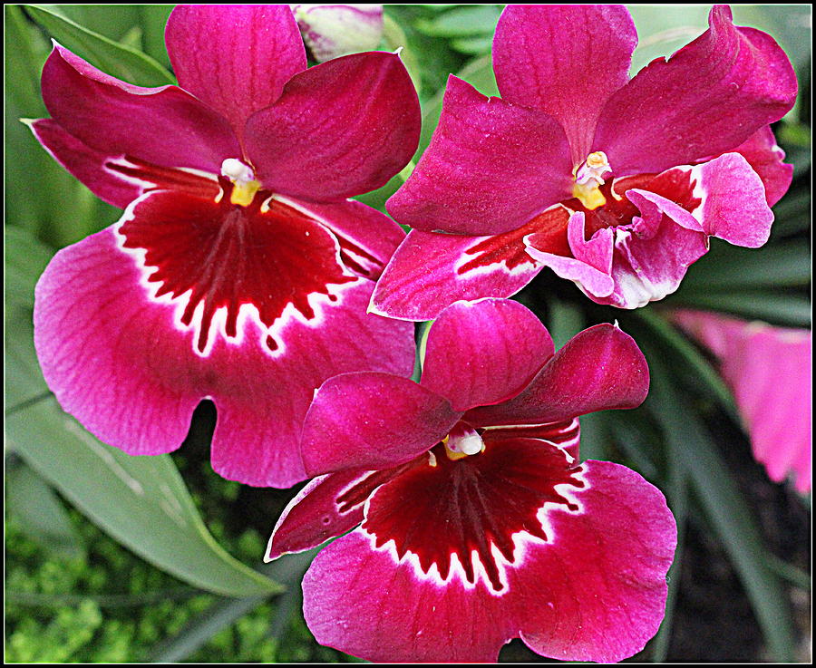 Tropical Beauties - Orchids #1 Photograph by Dora Sofia Caputo