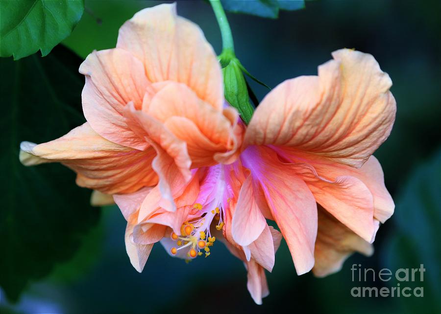 Tropical Beauty Photograph by Diann Fisher