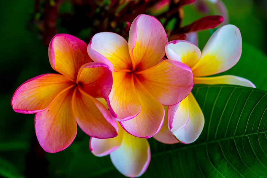 Tropical Beauty Photograph by Keith Hawley