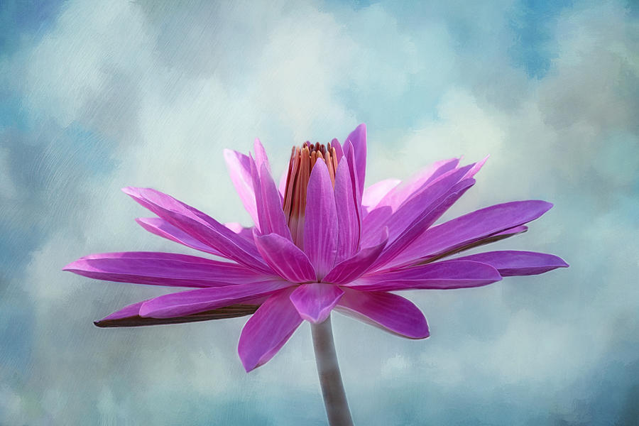 Lily Photograph - Tropical Beauty by Kim Hojnacki