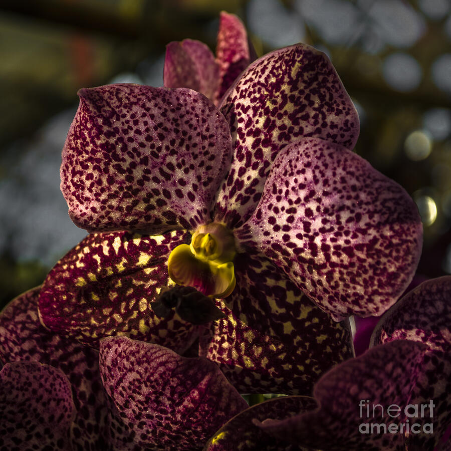Orchid Photograph - Tropical Beauty by Michelle Meenawong