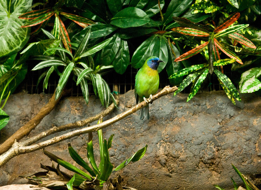 Tropical Bird 3 Photograph by Douglas Barnett
