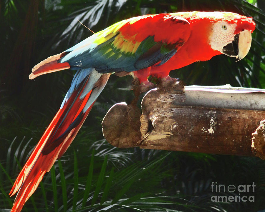 Tropical Bird 6 Photograph by Randall Weidner