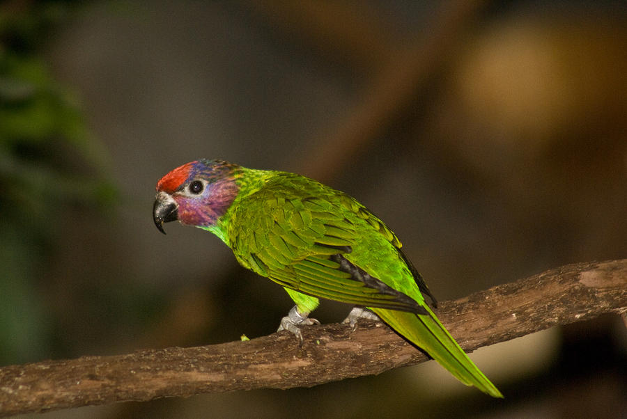Tropical Bird Photograph by Douglas Barnett