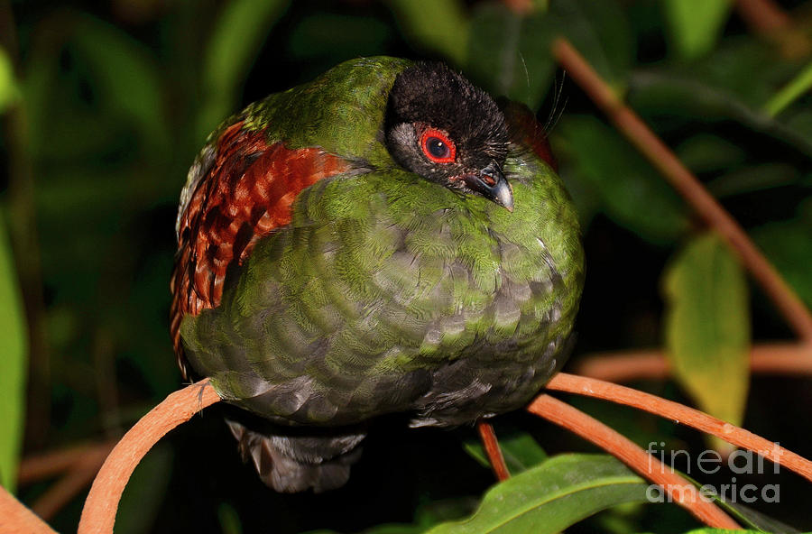 Tropical Bird Photograph by Elaine Manley