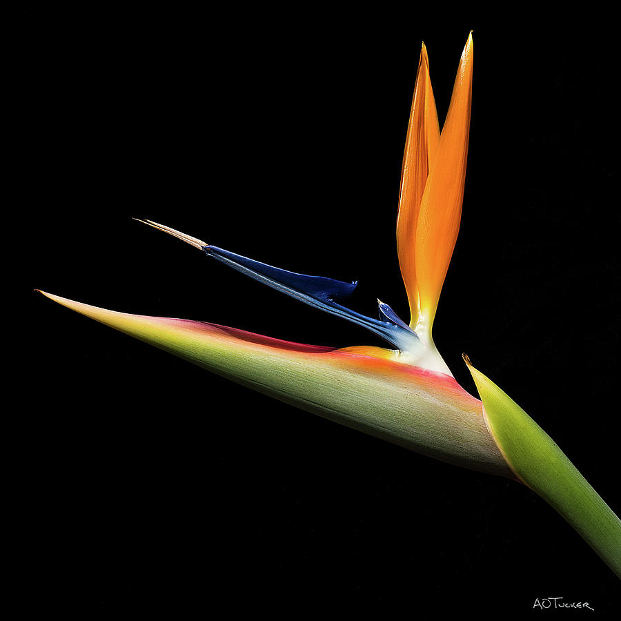 Tropical Bird of Paradise Photograph by A O Tucker - Fine Art America