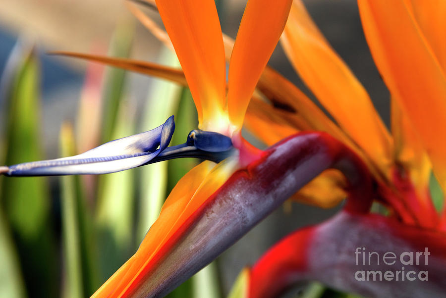 Flowers Still Life Photograph - Tropical Bird Of Paradise Flower by K D Graves