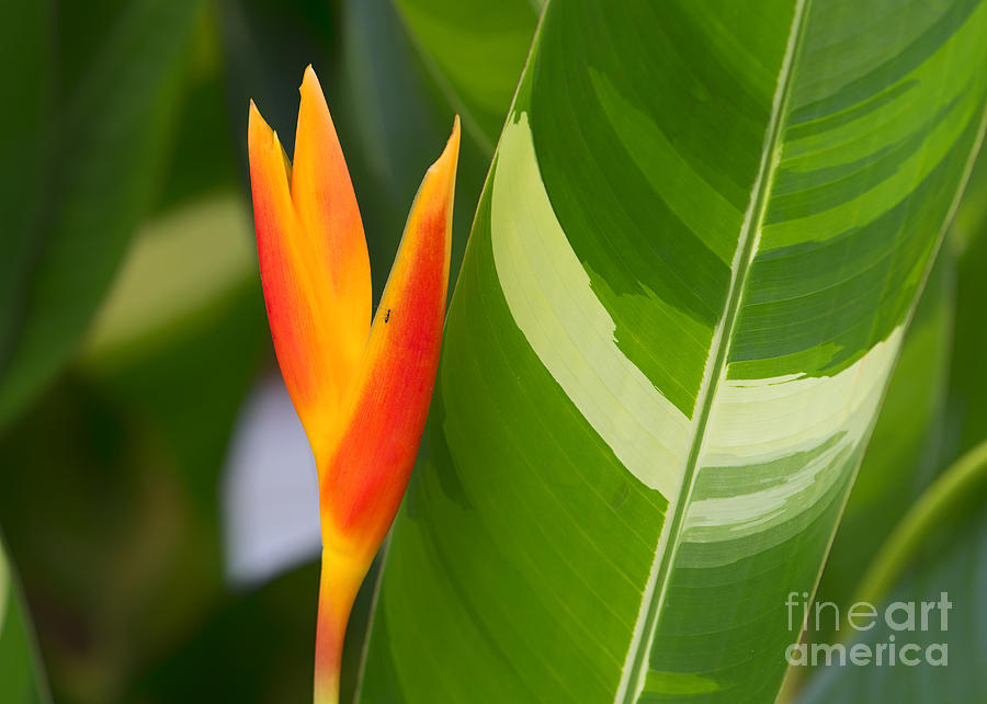 Tropical Bird of Paradise, Sri Lanka Photograph by Ivan Batinic