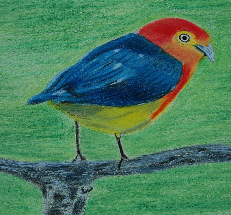 Tropical Bird Drawing by Rita Lulay Malsch - Fine Art America