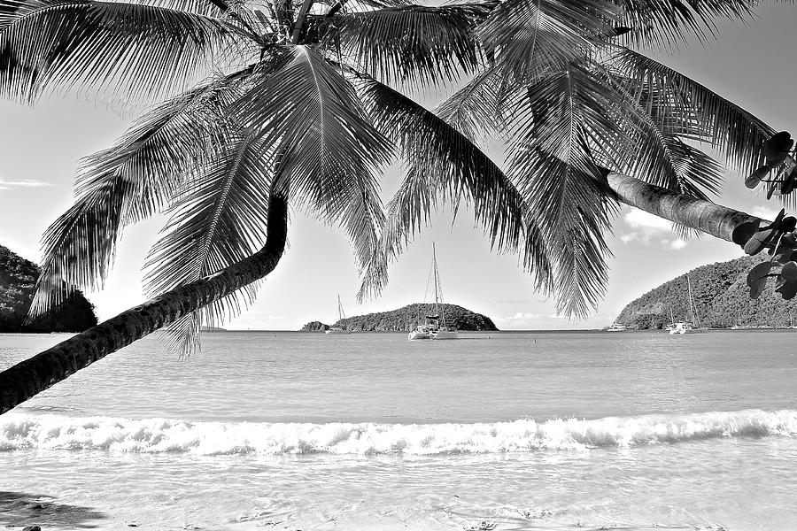 Tropical Black and White Photograph by Frozen in Time Fine Art Photography