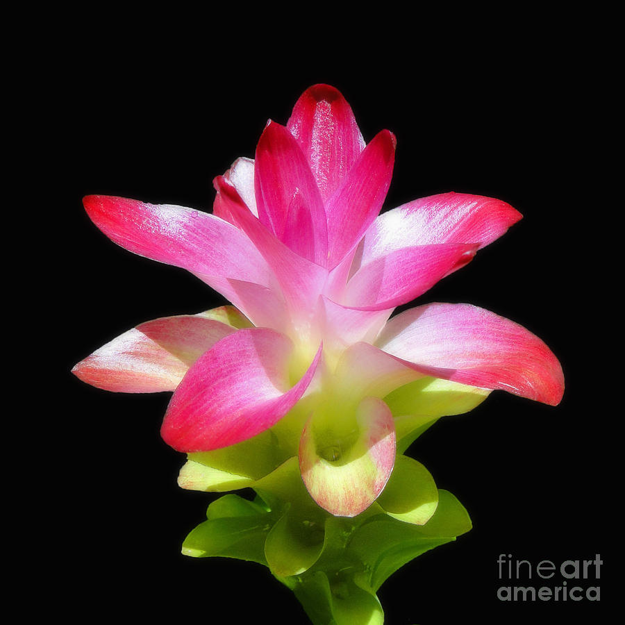 Lily Photograph - Tropical Bliss by Sue Melvin