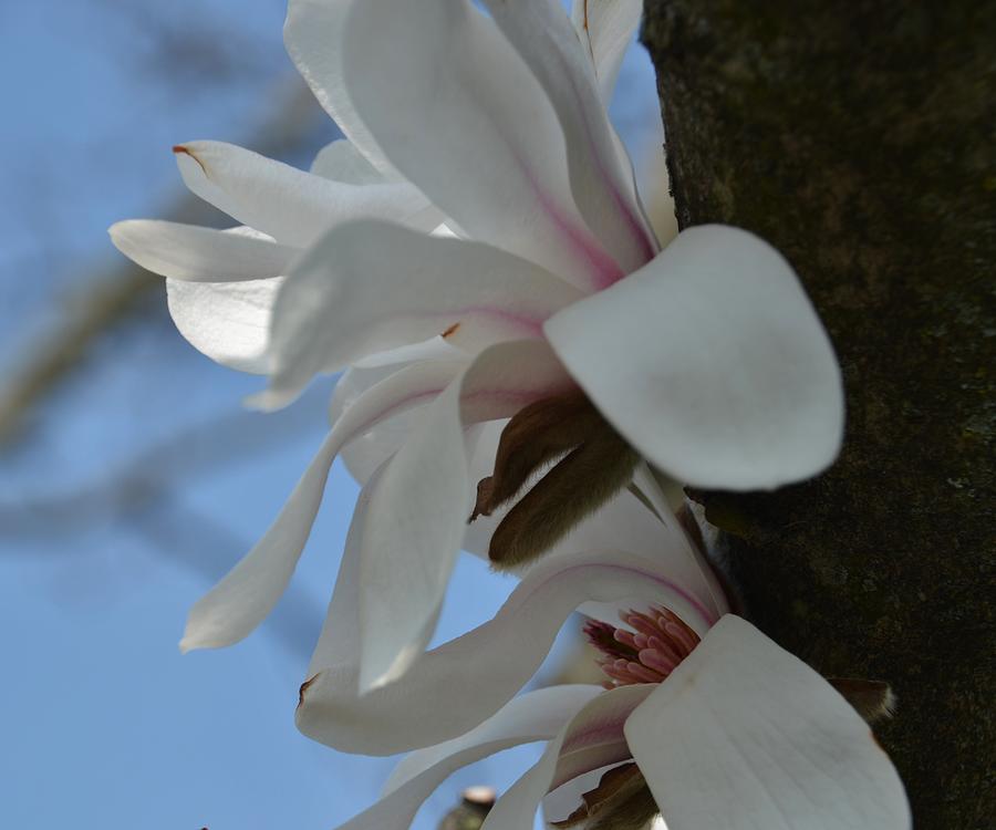 Flower Photograph - Tropical Blooms by Terri LeSaint-Keller