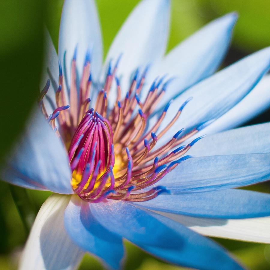 Nature Photograph - Tropical Blue Flower by Douglas Garland