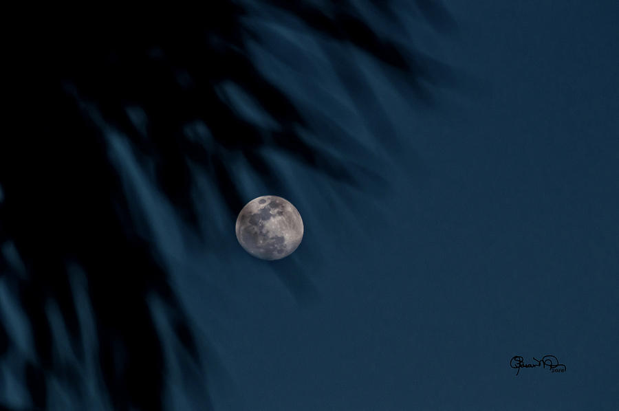 Tropical Blue Moon Photograph by Susan Molnar