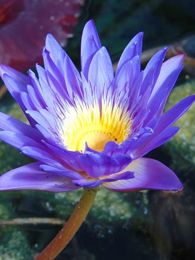 Unique Photograph - Tropical Blue Water Lily by Charlotte Gray